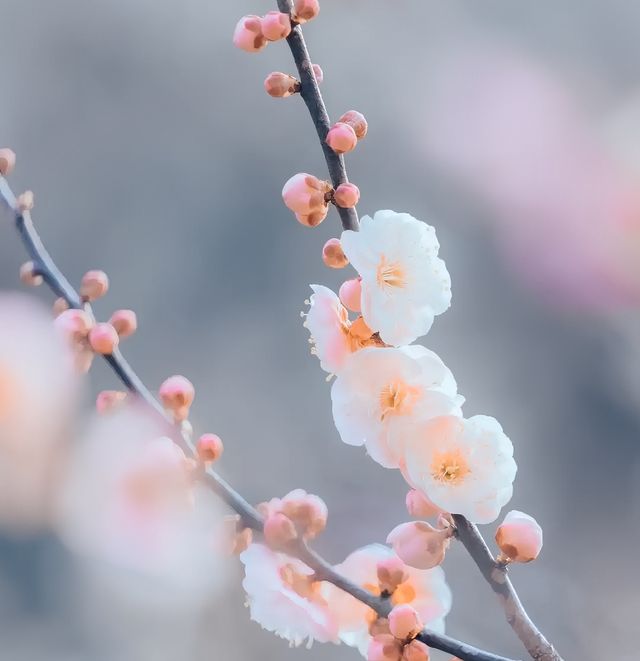 南京賞花25年最新攻略來咯
