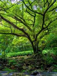 石門森林公園 | 周末吸氧好去處，爽麻了