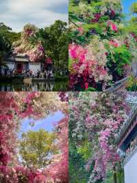 【深圳園博園 | 春日限定浪漫 攻略篇 