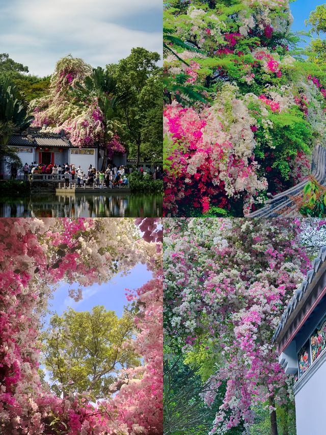 【深圳園博園 | 春日限定浪漫 攻略篇 