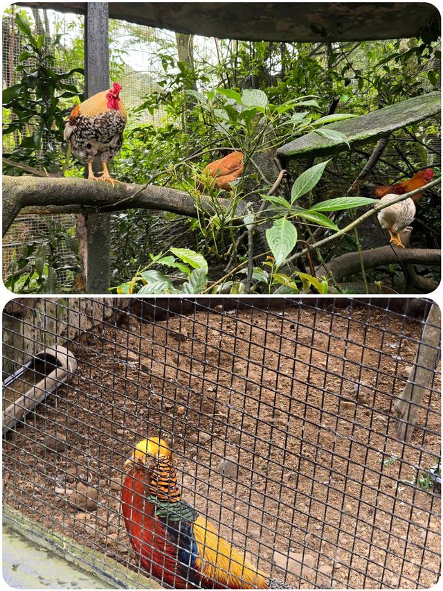 茂物野生動物園及周邊：雅加達人的週末玩樂寶典！