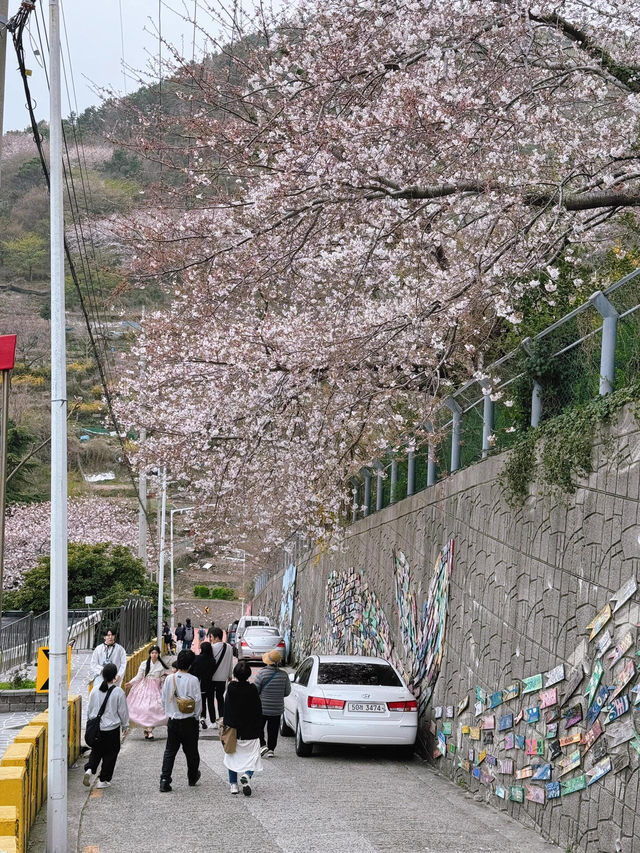 釜山櫻花推薦 人少樹多超治愈🌸