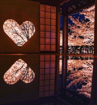 Discover Kyoto's Unique Night Cherry Blossom Experience at Shōjuin Temple