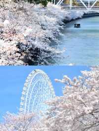 Complete Guide to Cherry Blossom Viewing in Kansai, Japan 🌸