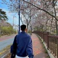 🇰🇷 釜山 | 赴一场樱花之约🌸🫧🌷💖