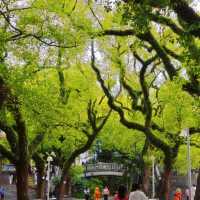 誤入嶺南春色,邂逅靜謐時光🌿中山公園漫步
