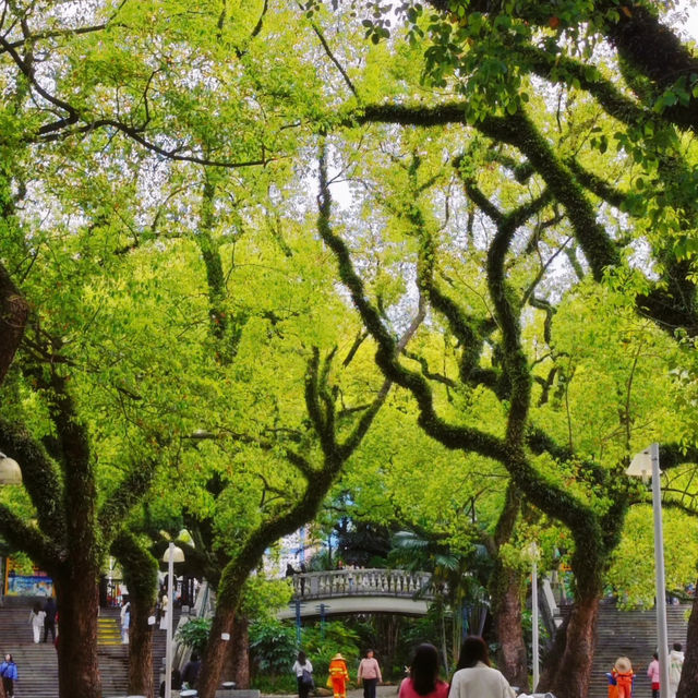 誤入嶺南春色,邂逅靜謐時光🌿中山公園漫步 誤入嶺南春色,邂逅靜謐時光🌿中山公園漫步