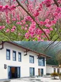 西安1.5小時去賞花 西北最大梅園梅花開