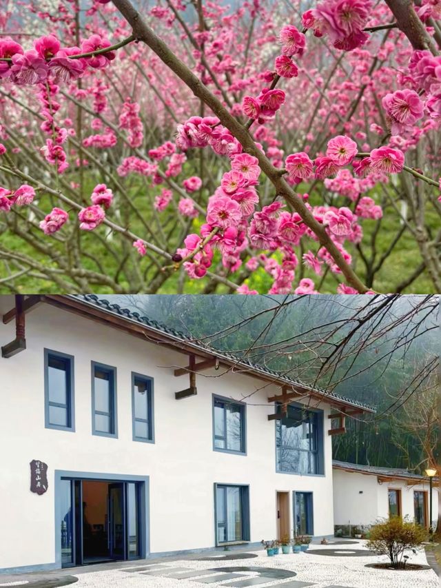 西安1.5小時去賞花 西北最大梅園梅花開