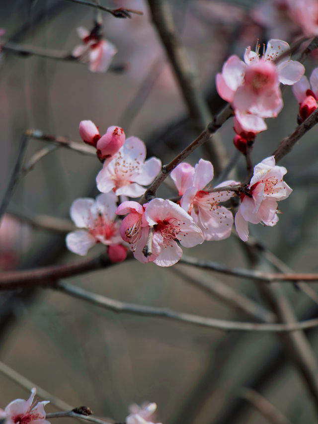 杭州 | 瑤山遺址公園賞桃花遊玩攻略