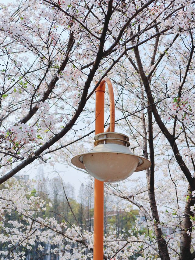 湖南省植物園賞花全攻略，植物園的櫻花開了