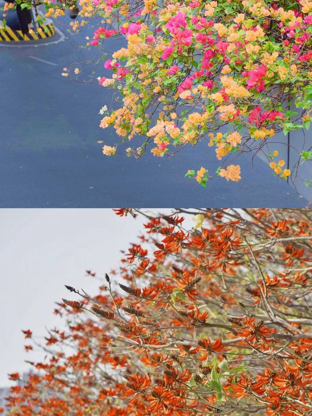 春日闖進泉州，邂逅半城煙火半城仙