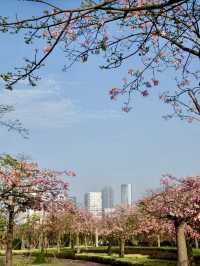 花海如夢，綿延心間