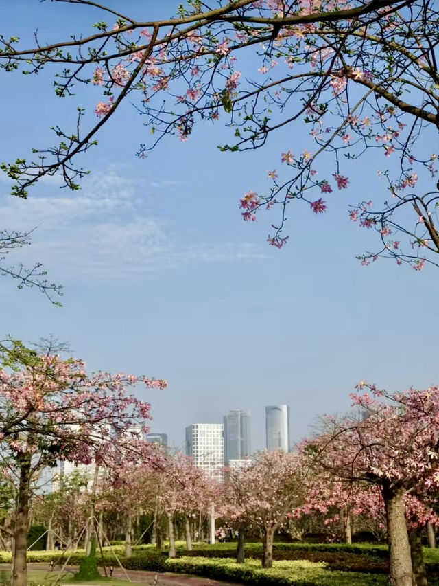 花海如夢，綿延心間