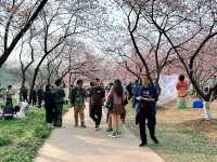 春日去金陵|解鎖南京限定賞櫻玩法