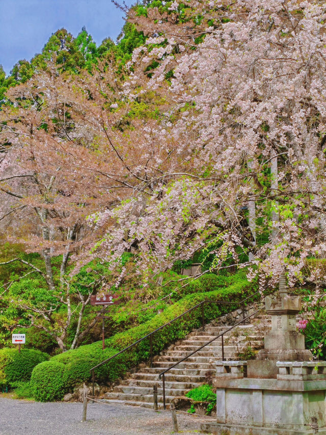 京都深度遊|直接棄清水寺！三千院才是yyds