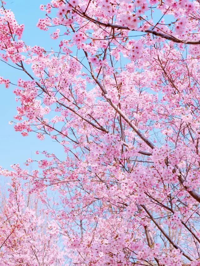 南京櫻花季，這份賞櫻攻略請收好！