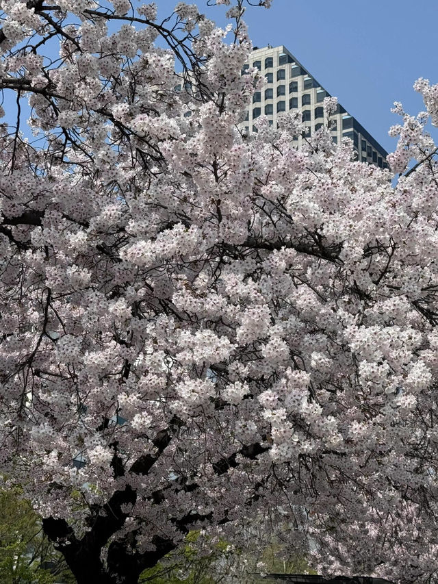 延遲五個月，仍回味首爾櫻花季🌸