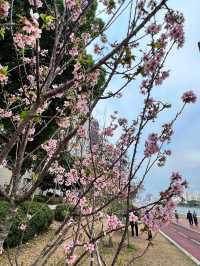 🌸香港沙田石門河畔櫻花盛景