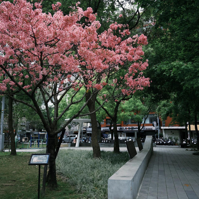 台北·最後的春和景明🥀