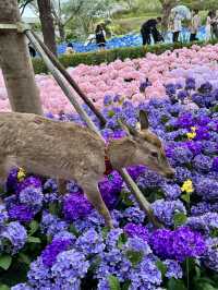 🌷珠海新貌 | 治愈系花海棧道，美翻啦🌸