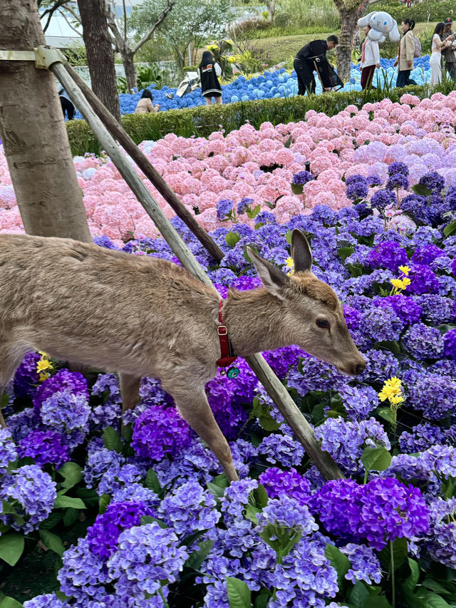 🌷珠海新貌 | 治愈系花海棧道，美翻啦🌸