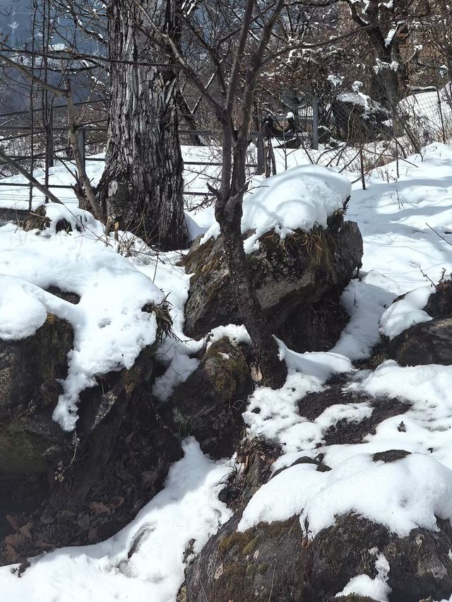 金川自駕遊，邂逅雪域梨鄉之美