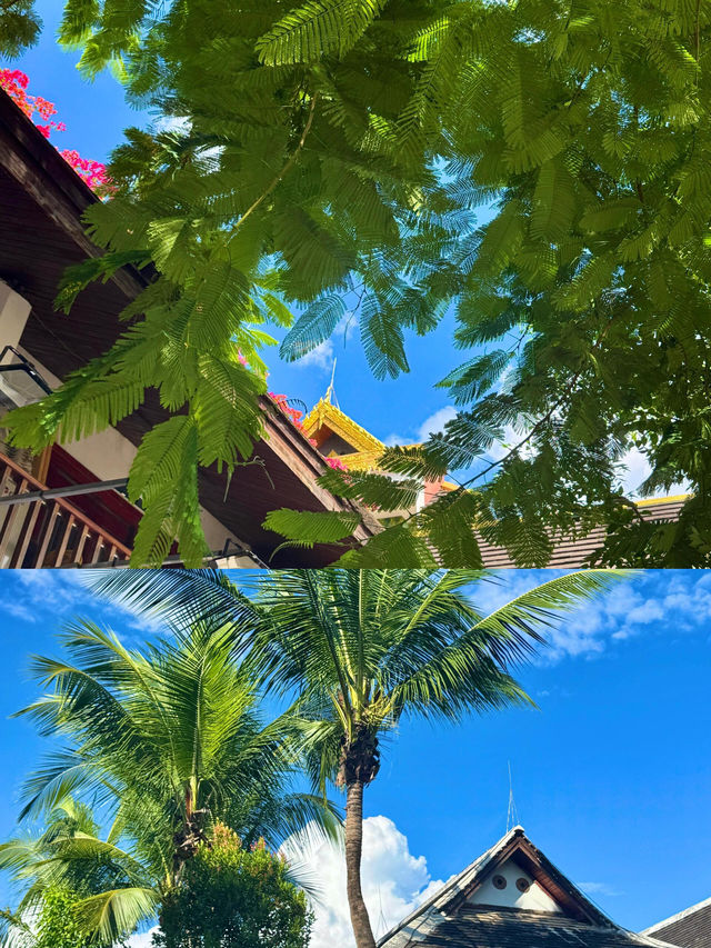 夏天一起來感受西雙版納的美吧