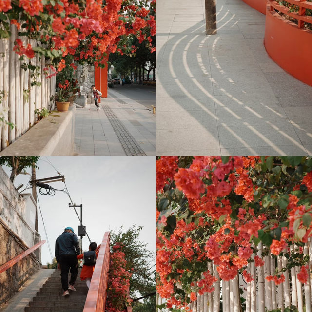 珠海白石街 | 邂逅一片熱烈的三角梅🌺