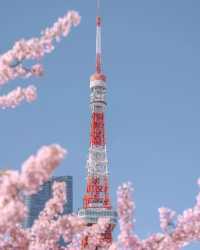 東京タワーと桜の絶妙なコラボレーション 🌸🗼