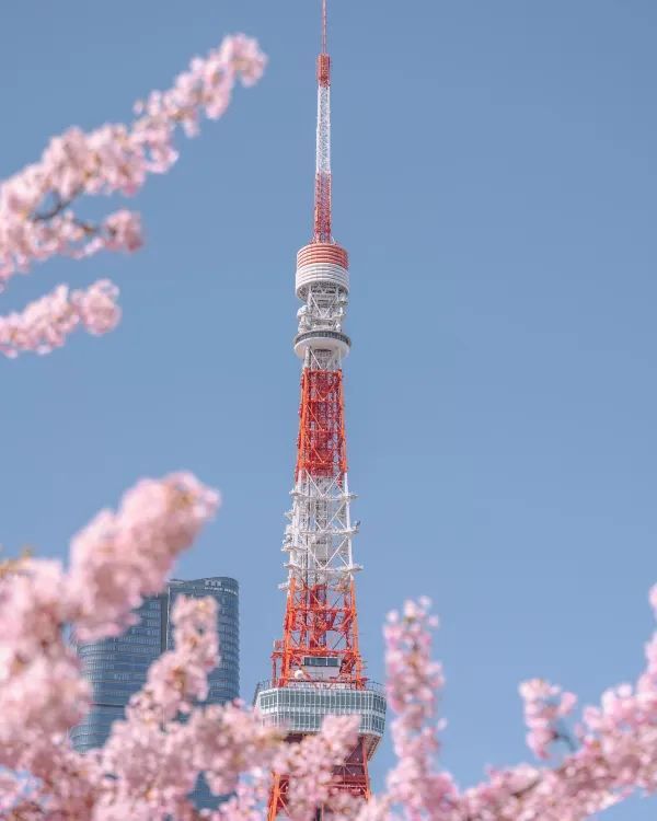 東京タワーと桜の絶妙なコラボレーション 🌸🗼