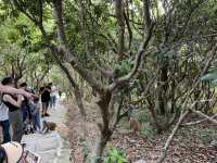 探秘「猴」趣天堂！深圳塘朗山公園與野生猴群奇遇記🐒🌳