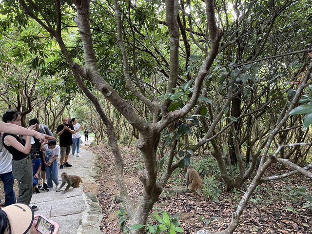探秘「猴」趣天堂！深圳塘朗山公園與野生猴群奇遇記🐒🌳
