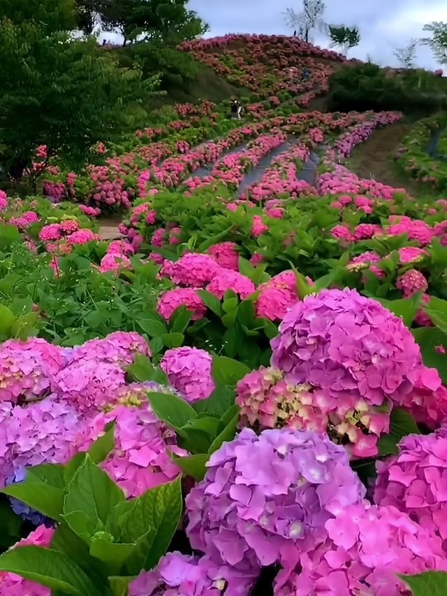 貴州桔鄉花海：繡球花編織的夢幻仙境