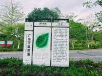 廣東省肇慶市著名森林公園：羚羊峽古棧道森林公園，適合觀光旅遊、度假休閒等！