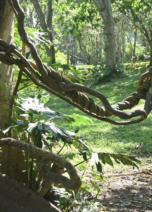 版納中科植物園闖入熱帶異世界