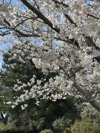 福岡海之中道公園櫻花誌