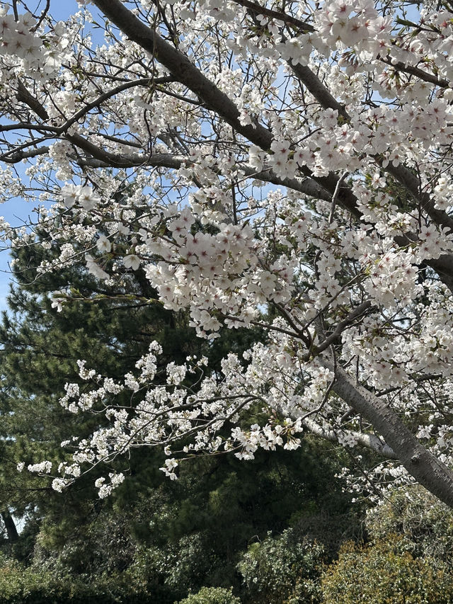 福岡海之中道公園櫻花誌