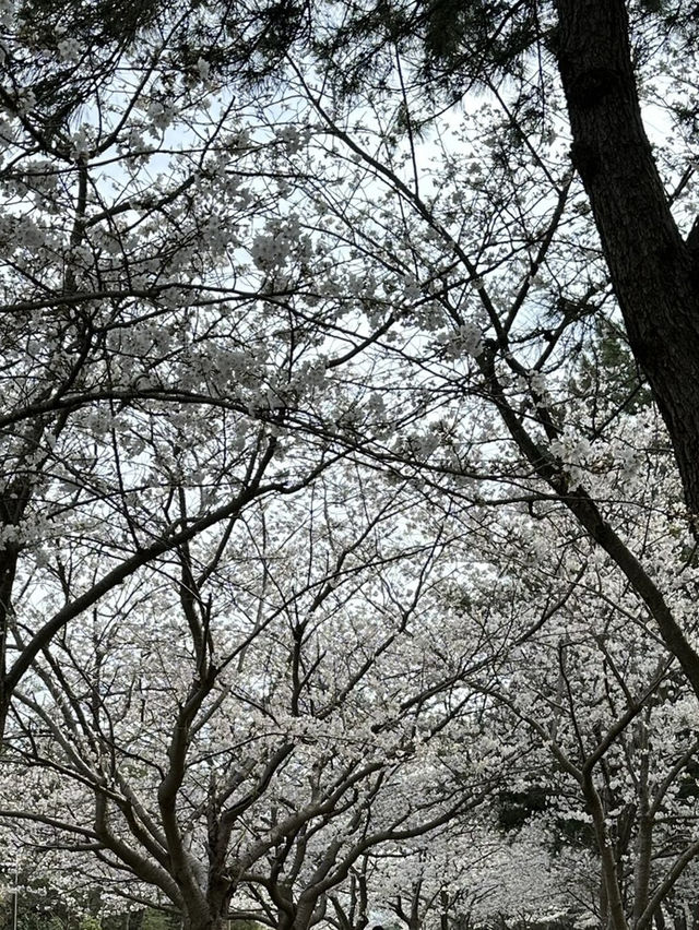 福岡海之中道公園櫻花誌