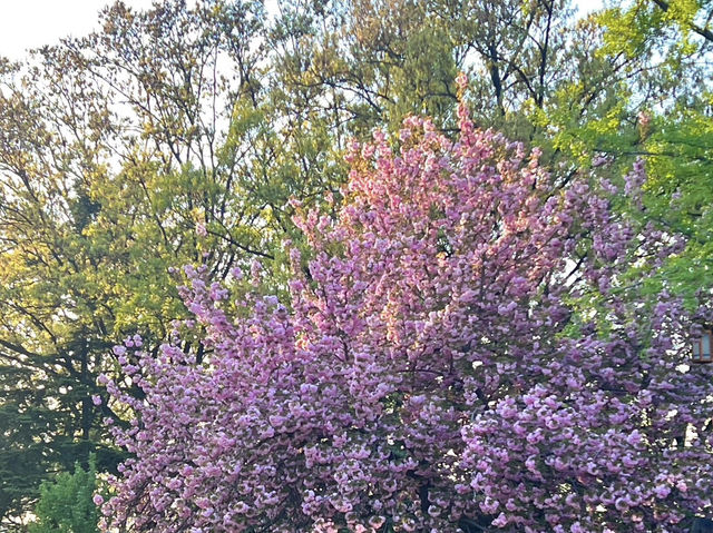 🌸首爾國會議事堂，晚櫻綻放的浪漫角落
