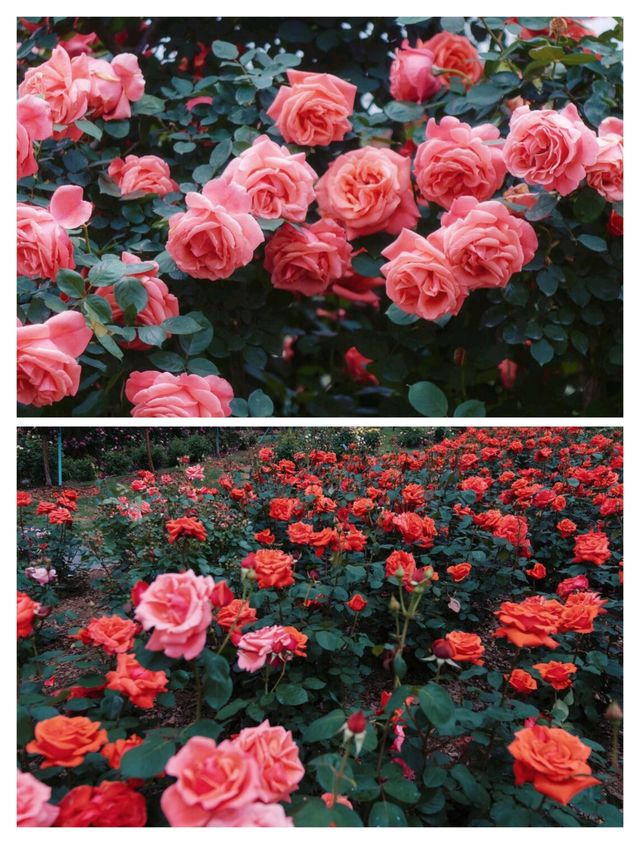 上海五一限定版「莫奈花園」靚到窒息！快啲嚟！