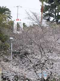 🌸韓國濟州藥泉寺櫻花｜古剎裡的靜謐浪漫🌸