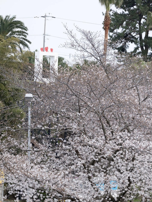 🌸韓國濟州藥泉寺櫻花｜古剎裡的靜謐浪漫🌸