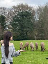 Wollaton  Hall in Nottingham Gardens and Deer Park🌼❤️