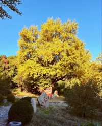 唐山遵化禪林寺古銀杏風景園參觀攻略