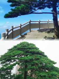 黃山雲海現場實錄