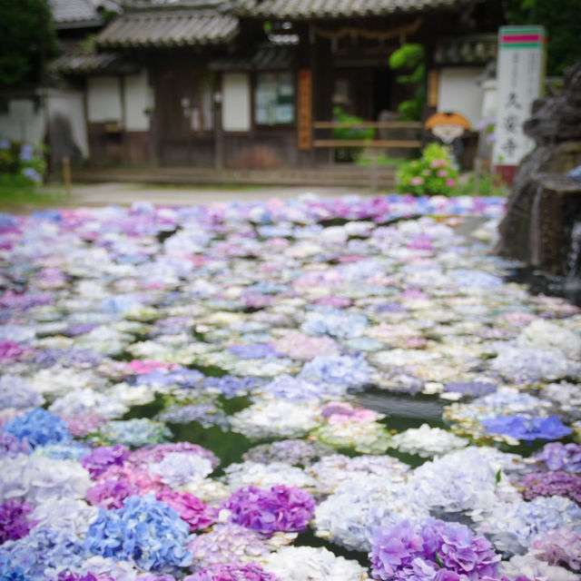 大阪交通攻略｜6月必去！久安寺絕美紫陽花海盛開中🪻