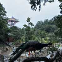 ✔️小眾一站式遛娃目的地：江西修水鹿鳴谷度假區
