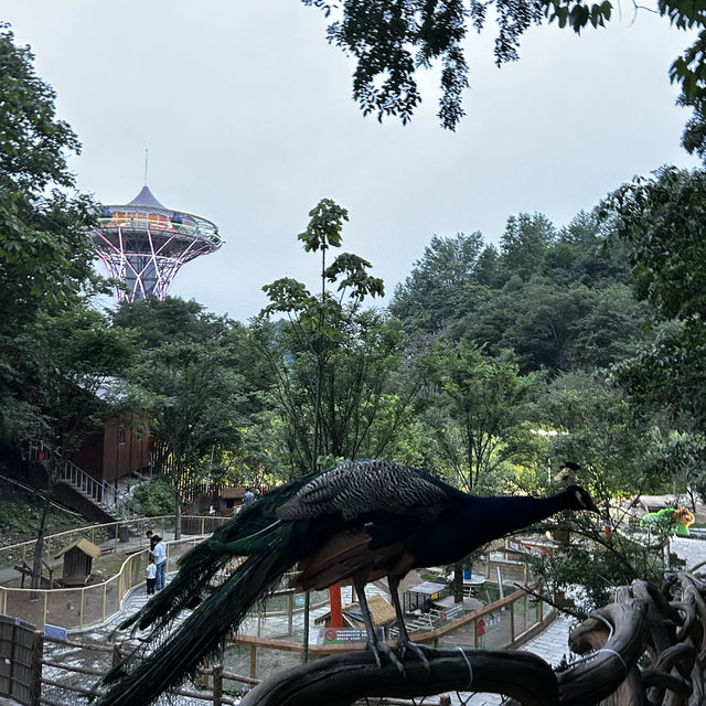 ✔️小眾一站式遛娃目的地：江西修水鹿鳴谷度假區
