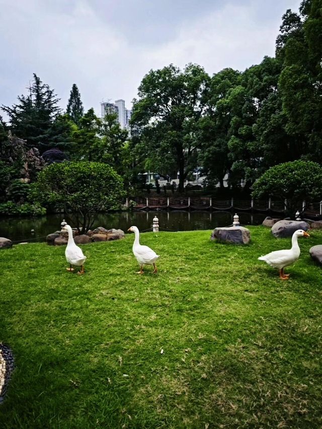 救命！喺長沙竟然隱藏住「會開屏嘅江南秘境